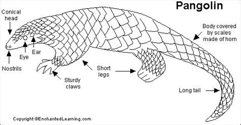 Pangolin Printout- EnchantedLearning.com