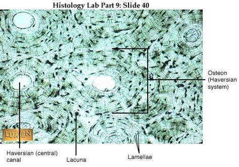 Labeled Histology Slides | Histology slides, Anatomy and physiology, Skeleton system