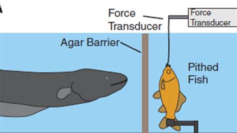 Electric Eels Can Remotely Control Their Prey’s Muscles