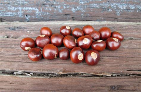 25 Buckeyes Nuts Fall Decorating Horse Chestnuts Crafts Natural Assorted Sizes Oven Dried ...