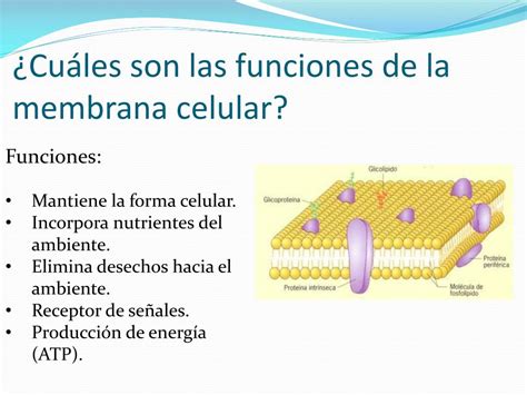 20+ Concepto De Transporte Pasivo Pictures - Nietma