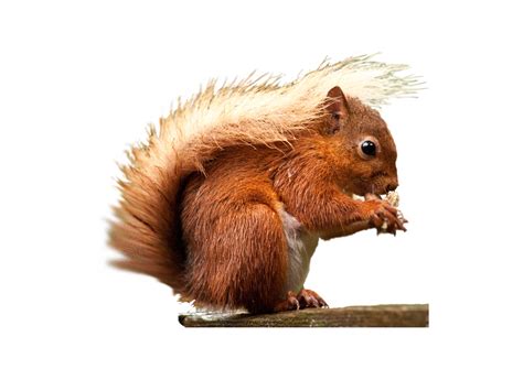 Red squirrel Rodent - squirrel png download - 1890*1417 - Free ...