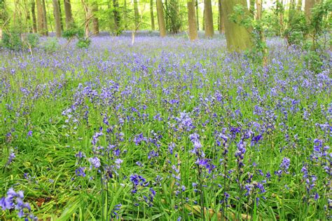 Bluebells In Forest Free Stock Photo - Public Domain Pictures