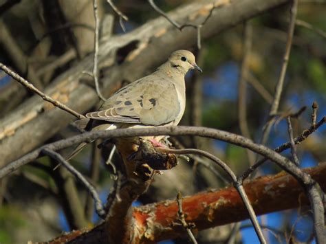 eBird Checklist - 2 May 2020 - Park Lake Provincial Park - 29 species (+3 other taxa)