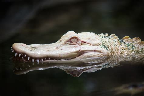 Download Reflection Reptile Zoo Albino Animal Alligator HD Wallpaper