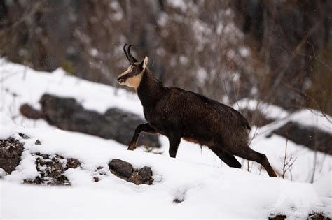 Wild Bavaria - Fascination Wildlife