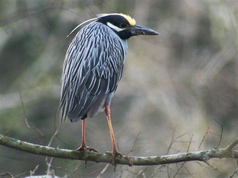 Yellow-crowned Night Heron - eBird