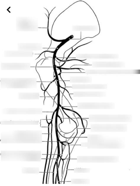 =Arteries of forelimb Diagram | Quizlet