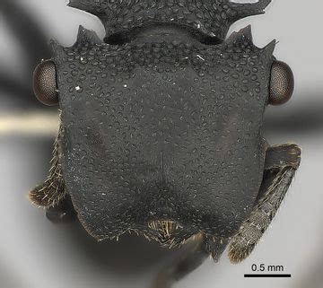 Key to Cephalotes Species - AntWiki