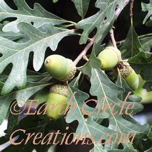 White Oak Bark Herbal Tincture - Earth Circle Creations