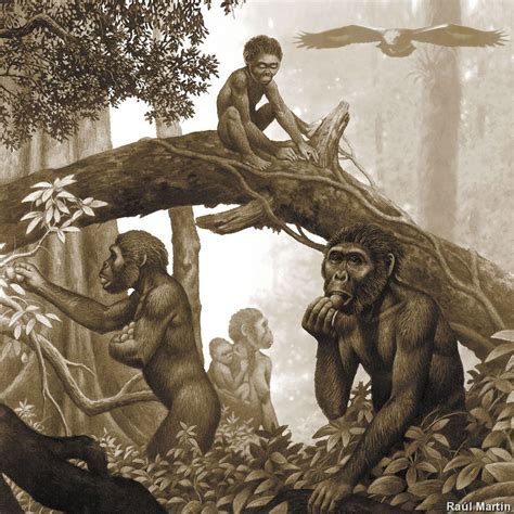 Australopithecus africanus in Trouble