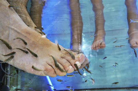 Fish pedicure - Stock Image - C045/9166 - Science Photo Library