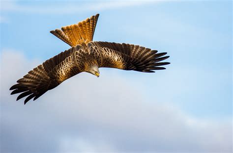 Elan Valley wildlife location in United Kingdom, Europe | Wildlife ...