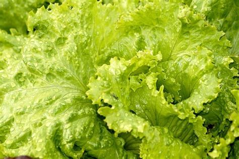 Lechuga Iceberg ¿Merece la pena consumirla? | Mercado de Ibiza