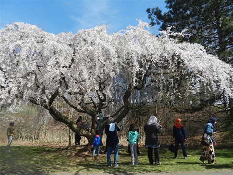 Newark Cherry Blossom Festival and Vegan Meals - Vegan World Trekker - Vegan Travel