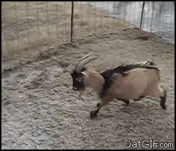 Goat Gifs