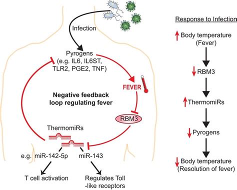 Negative Feedback Loop Diagram Body Temperature