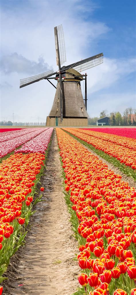 Tulip Fields of Netherlands #TulipFieldsofNetherlands ...