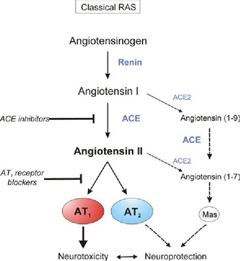 Figure 2 from Angiotensin II AT(1) receptor blockers as treatments for inflammatory brain ...