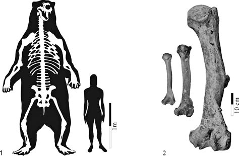 The Largest Known Bear, Arctotherium angustidens, from the Early Pleistocene Pampean Region of ...