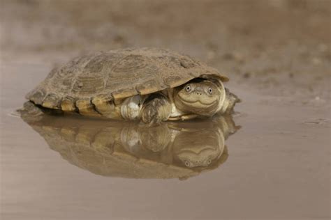 PsBattle: Shell Shocked Turtle : photoshopbattles