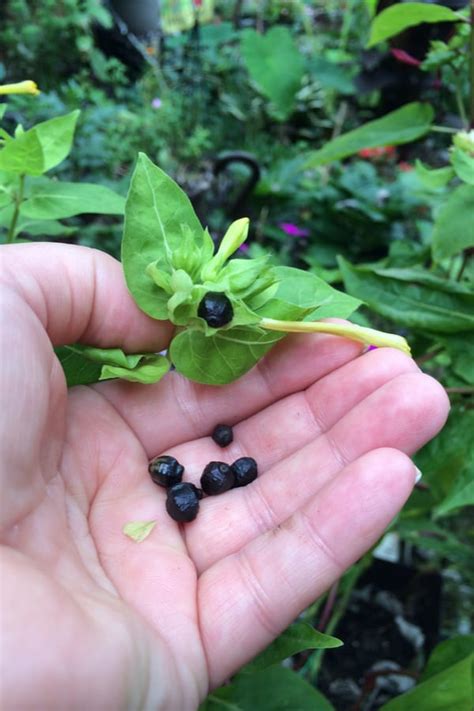 How to Plant Honeysuckle in Your Garden (Tricks to Care!)