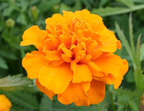 Marigold | Flowers - Both Annuals and Perennials | Pinterest