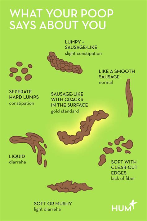 Poop Shapes And What They Mean