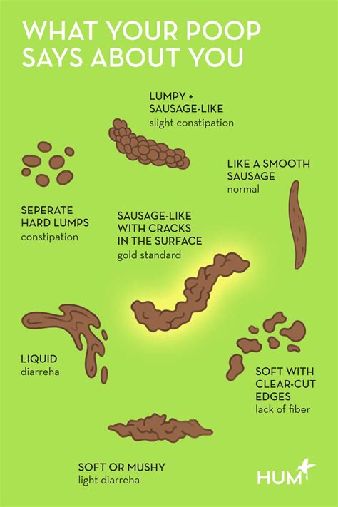 Poop Shapes And What They Mean