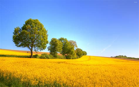 Yellow rapeseed field wallpaper - Nature wallpapers - #24532