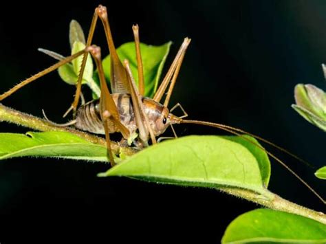 Cricket Trap: How to Catch a Cricket (Live or Lethal) 7 Ways » The Buginator