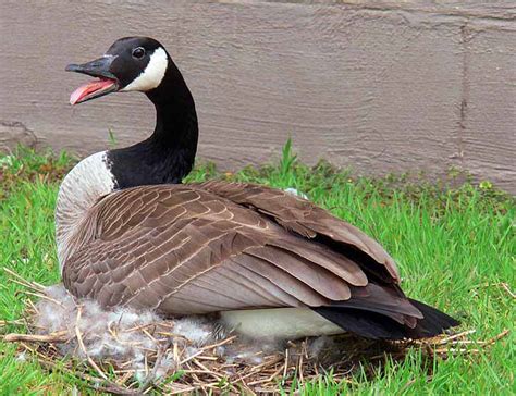 Canada Goose | Canadian Geese Hunting