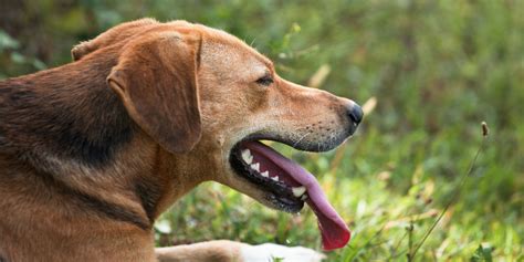 Dog Breathing Fast – Causes, Risks, Prevention & Solutions