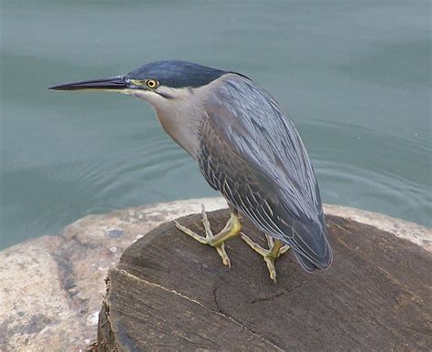 Striated Heron | Striated Heron (Butorides striata macrorhyn… | Flickr