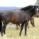 Waler Horse Breed Information, History & Development, Videos, Pictures