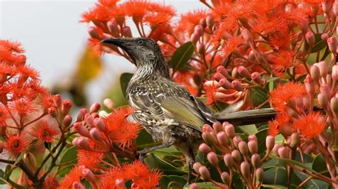 🔥 [80+] Spring Flowers and Birds Wallpapers | WallpaperSafari