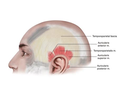 auricularis muscles Quiz