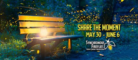 Synchronous Fireflies in the Smoky Mountains - Best Read Guide Smoky ...