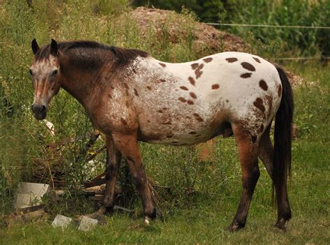 Brown Leopard Appaloosa