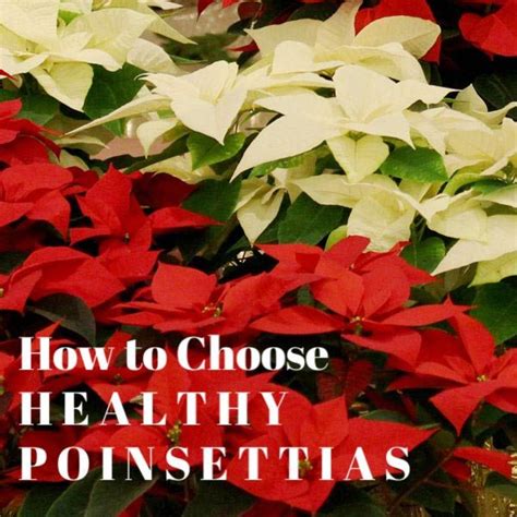 How to Make Poinsettias Rebloom as Houseplants | Plants, Beautiful flowers garden, Poinsettia care