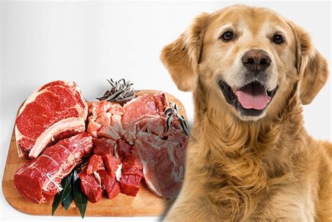 13 Best Types of Meat for Dogs