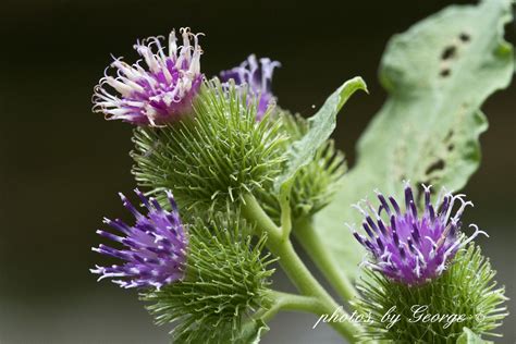 "What's Blooming Now" : Canada Cockleburr (Xanthium strumarium var. canadense (P. Mill.) Torr ...