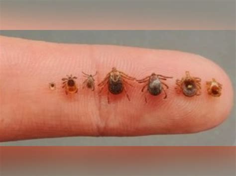 ODNR- Ohio Has Three Medically Important Species of Ticks People Should ...