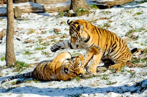 Photo: Tiger cubs playing in the snow