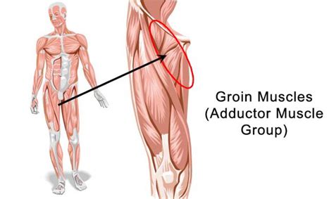 Common Groin Injuries - My Family Physio