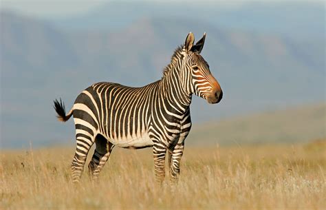 Mountain Zebra NP Wildlife Photos – Images & pictures of Mountain Zebra National Park