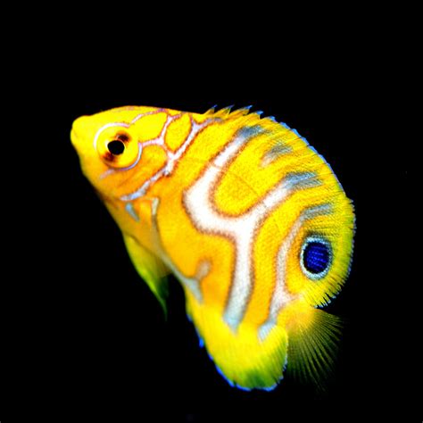 Regal Angelfish SM - The Biota Group