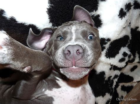 "Silly, Baby, Blue Pit Bull Puppy Dog " by Christy Carlson | Redbubble