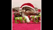 Cute Cat Christmas GIFs | Tenor