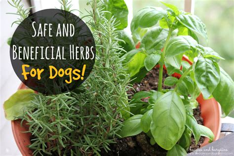 Safe and Beneficial Herbs for Dogs